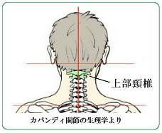 上部頸椎の位置