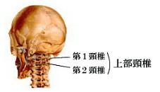 上部頸椎の位置イラスト