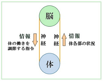 脳と体を結ぶ神経