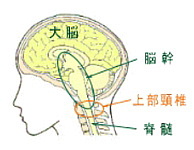 上部頸椎と脳幹