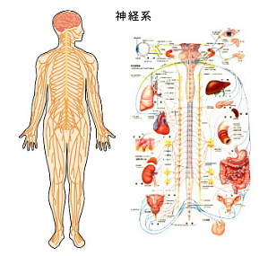 神経系のイラスト