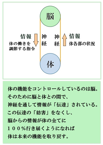 上部頸椎が神経系に影響する