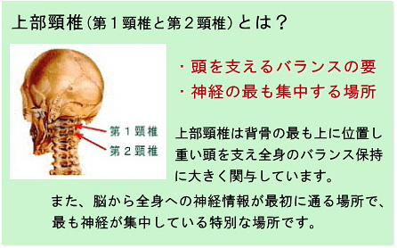 上部頸椎の解説