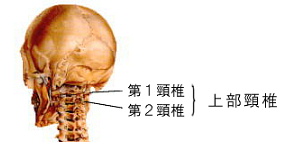 上部頸椎の位置