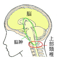 上部頸椎の部位