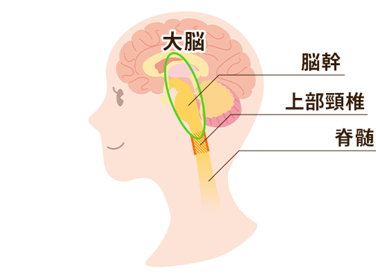 脳内の図