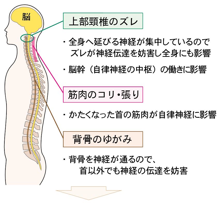 自律神経の不調は上部頸椎が原因になることの解説図